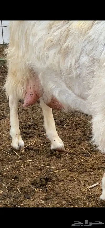 عنز مصريه حليب وافر index