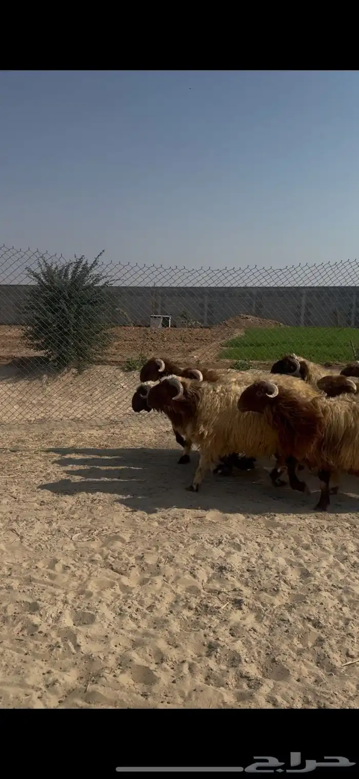 خروف نعيمي جبر كناور بلدي بري 0