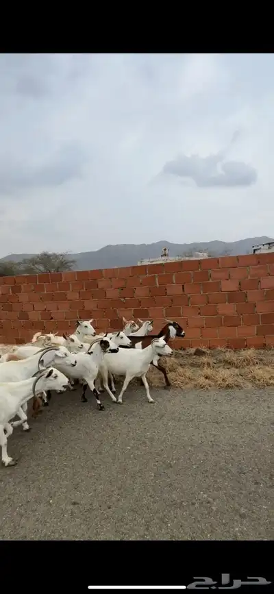 ماعز دفيع مراح index