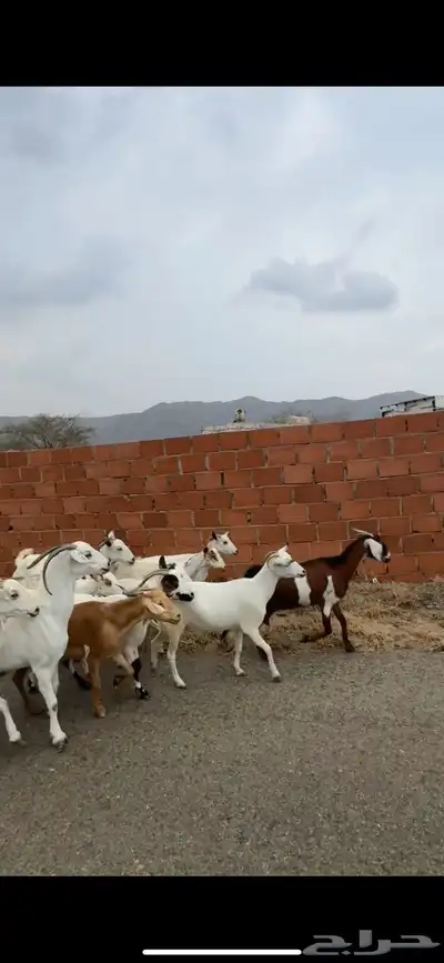 ماعز دفيع مراح index