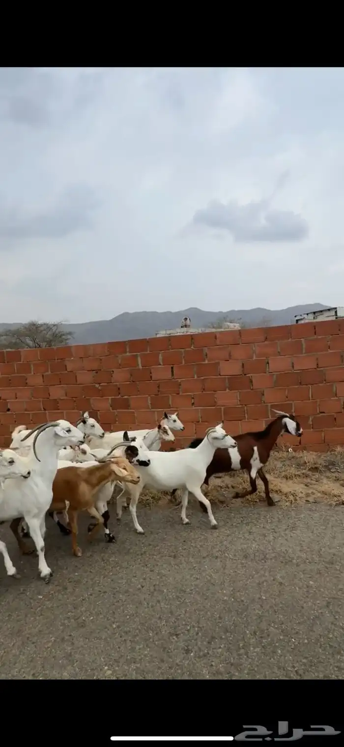 ماعز دفيع مراح 2