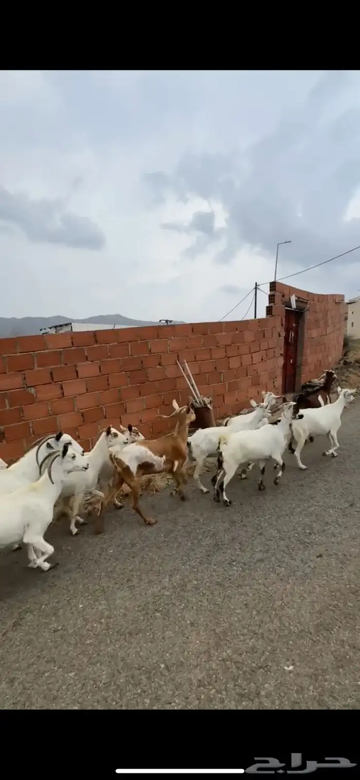 ماعز دفيع مراح 3