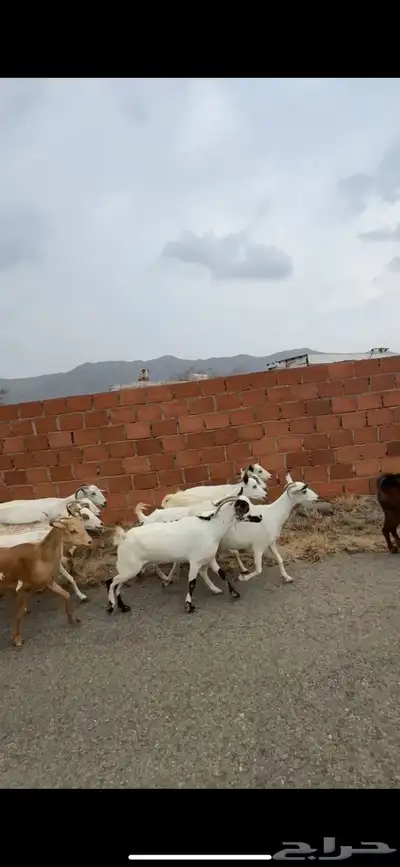 ماعز دفيع مراح index