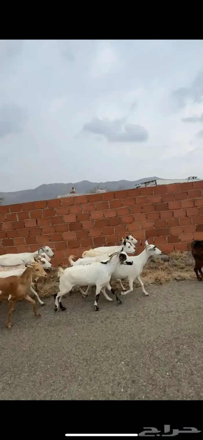 ماعز دفيع مراح 0