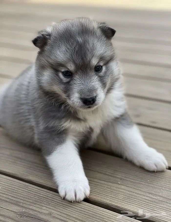 جراء هاسكي احجام ممتازه 1