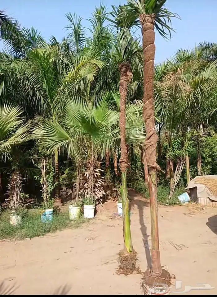 نخيل ملوكي نخيل نارجيل نخيل واشنطني بسعار مناسبه 11