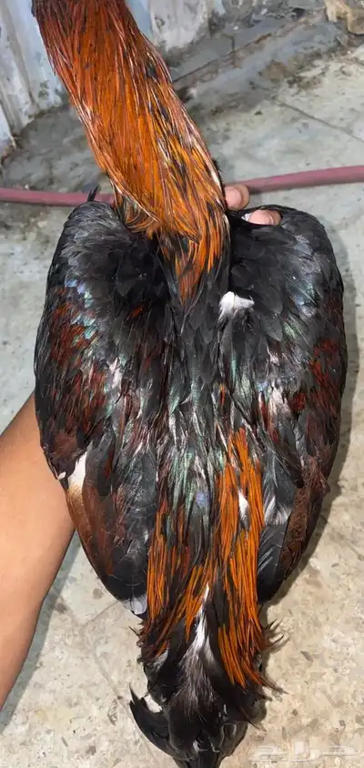 ديك باكستاني مطور index