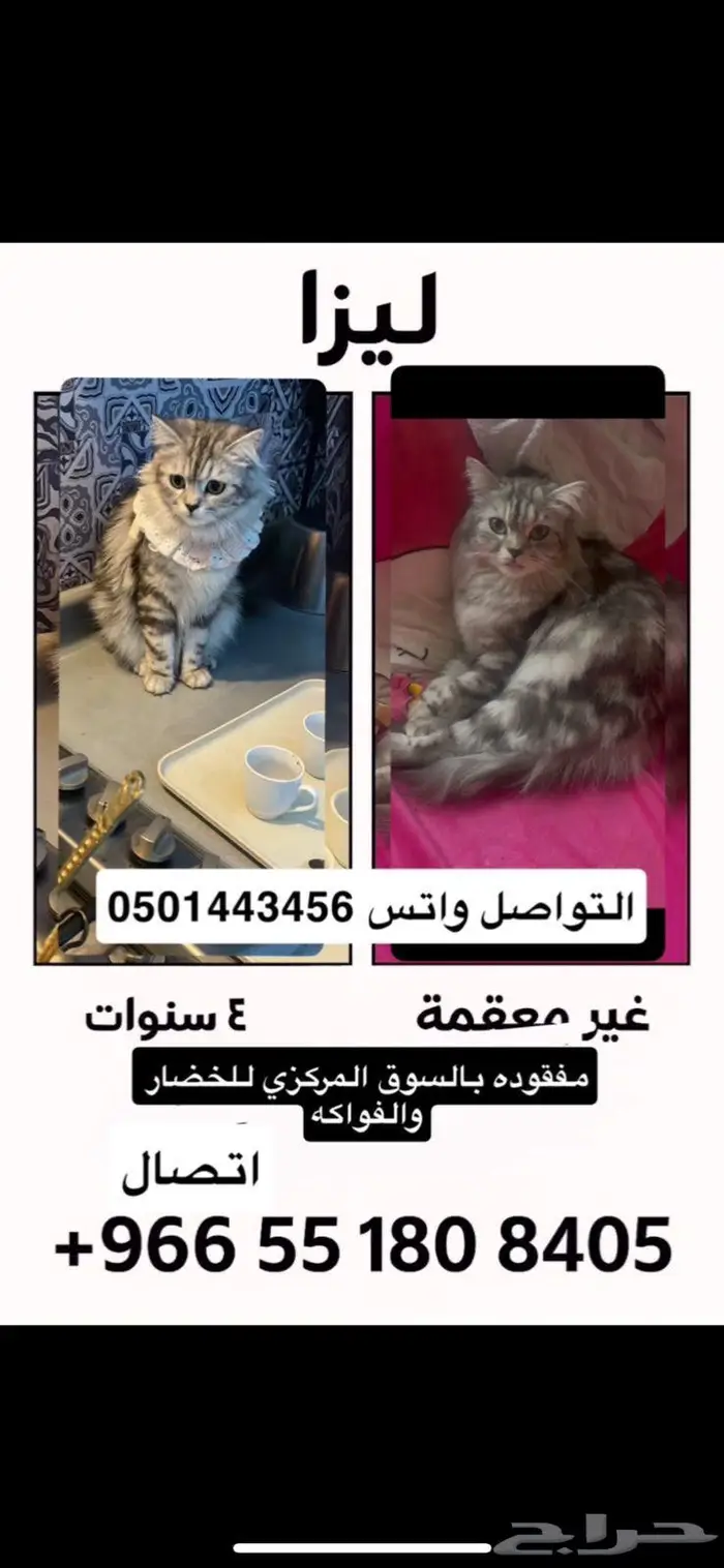 قطه ضائعه بالمدينة 0