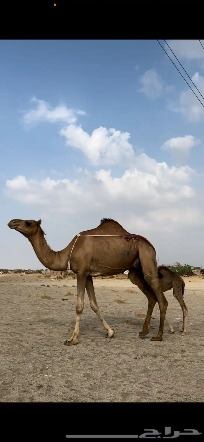 خلفه ساحليه بكر 0