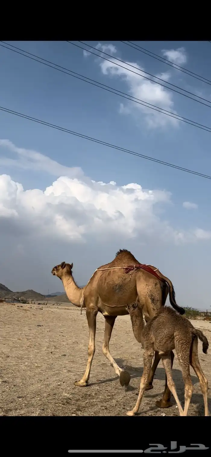 خلفه ساحليه بكر 1