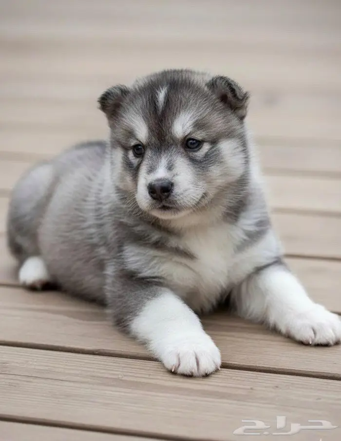 جراء هاسكي احجام ممتازه 0