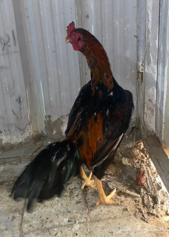 ديك باكستاني مطور 0