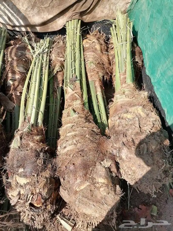 نخل للبيع جميع أنواعه 21