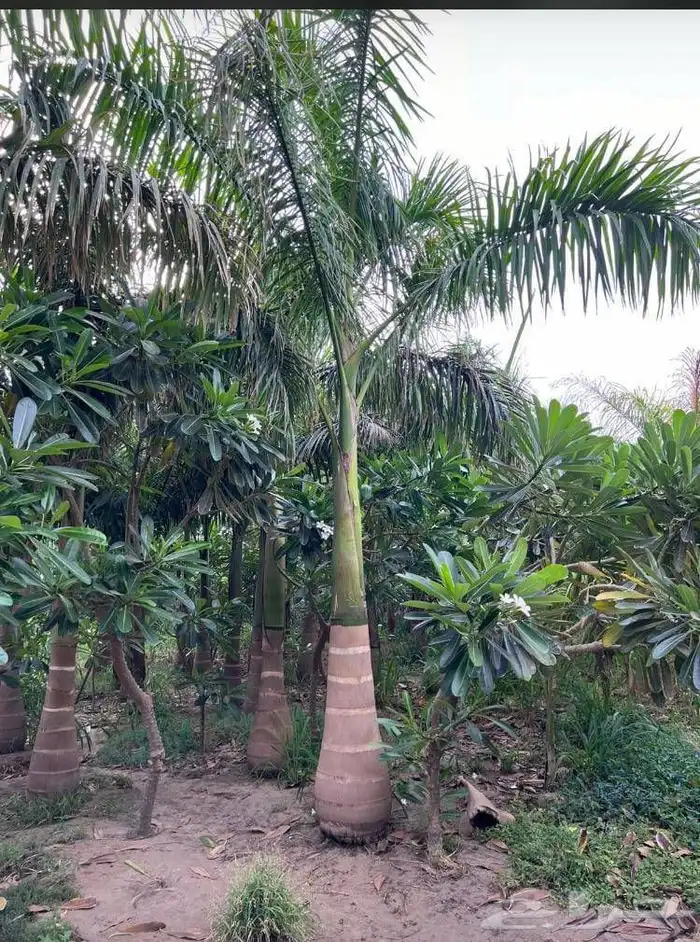 نخل ملوكي فاخر من افضل انواع النخل جده 5