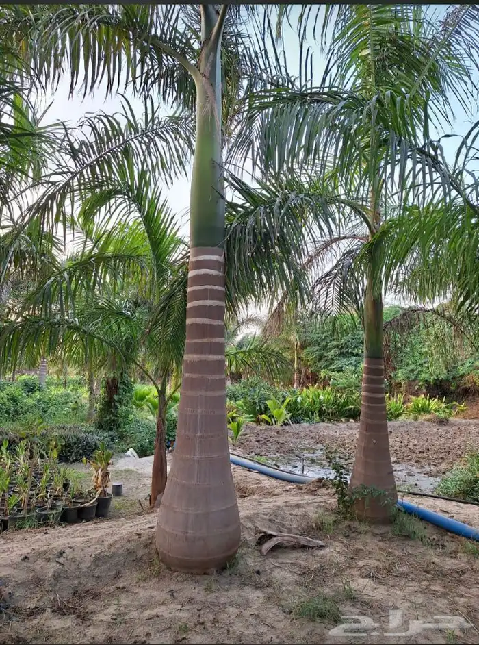 نخيل ملوكي نخيل نارجيل نخيل واشنطني بسعار مناسبه 16