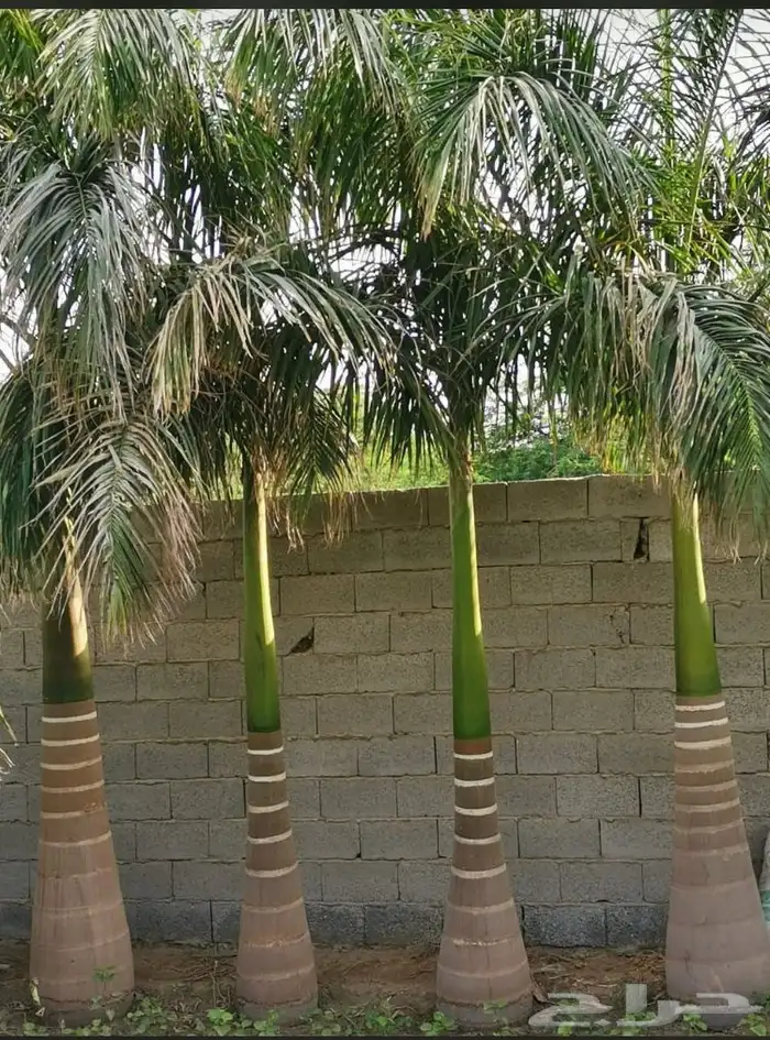 نخيل ملوكي نخيل نارجيل نخيل واشنطني بسعار مناسبه 15