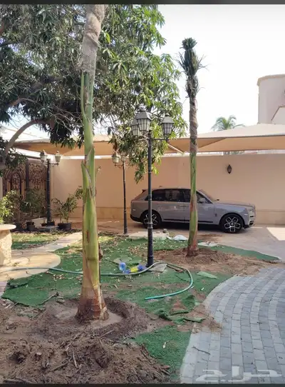 نخيل ملوكي نخيل نارجيل نخيل واشنطني بسعار مناسبه index