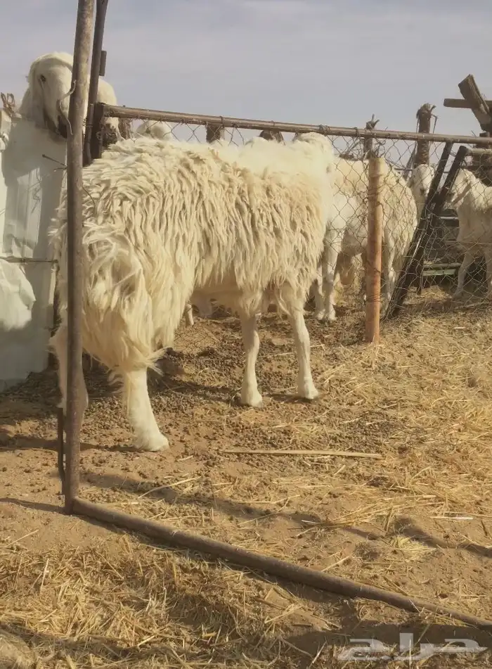 فحل مشروك تركيبه حري 0