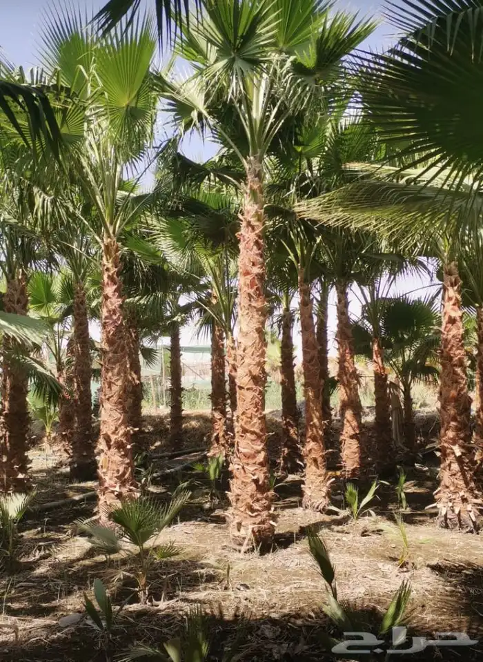 نخيل ملوكي نخيل نارجيل نخيل واشنطني بسعار مناسبه 18