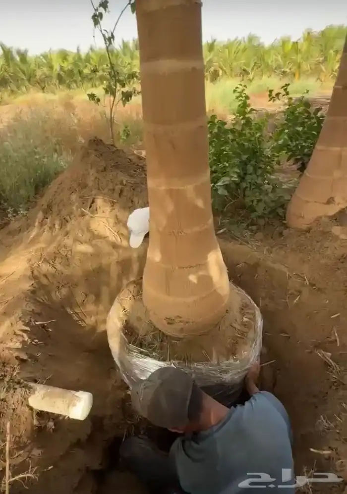 نخيل ملوكي نخيل نارجيل نخيل واشنطني بسعار مناسبه 10