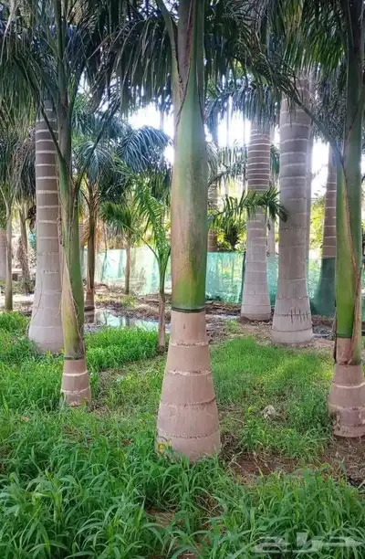 نخل ملوكي فاخر من افضل انواع النخل جده index