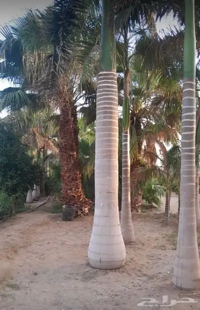 نخل ملوكي فاخر من افضل انواع النخل جده index