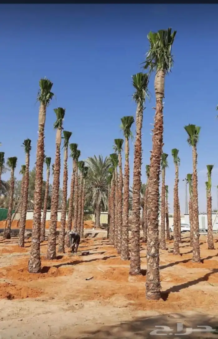 نخيل ملوكي نخيل نارجيل نخيل واشنطني بسعار مناسبه 1