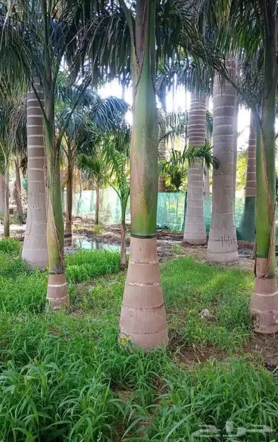 نخل ملوكي فاخر من افضل انواع النخل جده index