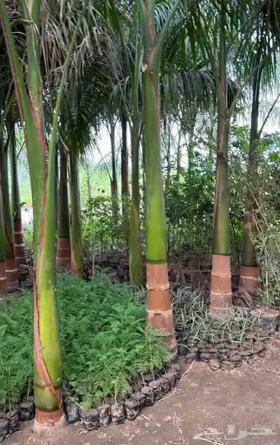 نخيل ملوكي نخيل نارجيل نخيل واشنطني بسعار مناسبه index