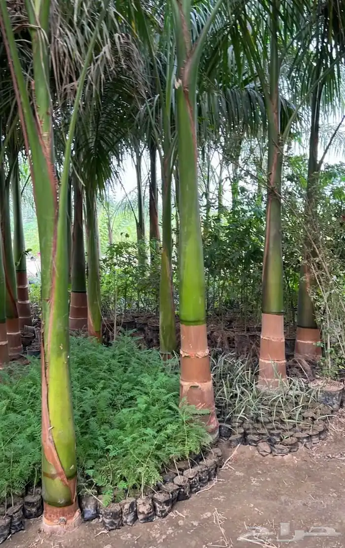 نخيل ملوكي نخيل نارجيل نخيل واشنطني بسعار مناسبه 2