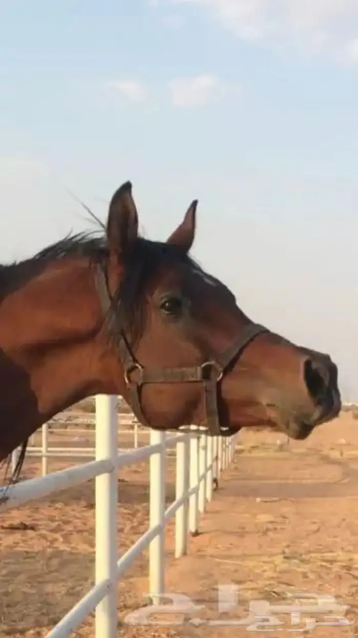 اسطبل خيل غرف بواديك للأجار 0