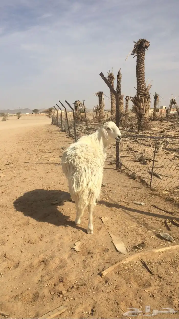 فحل مشروك تركيبه حري 2