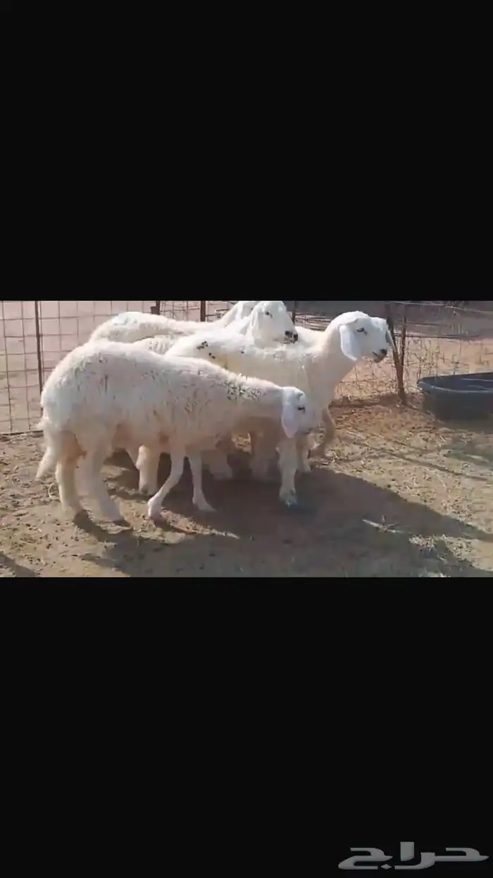 6 جذعات طيبات مراح محصنات 0