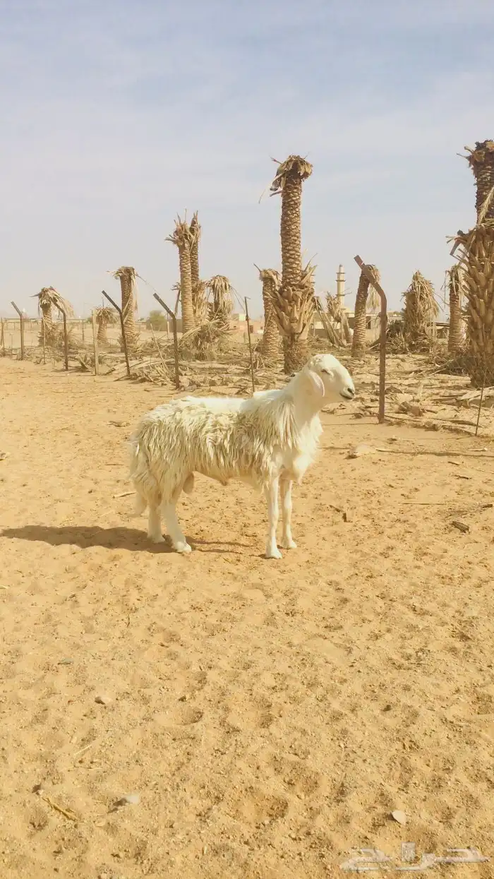 فحل مشروك تركيبه حري 1