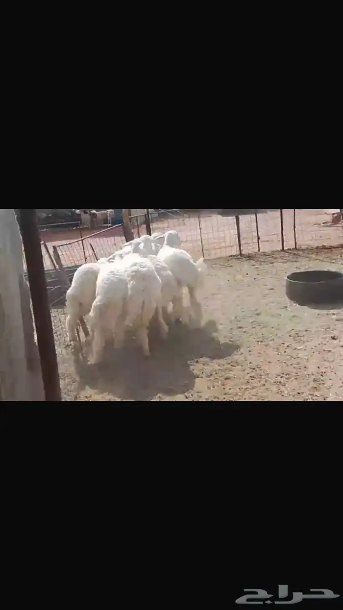 6 جذعات طيبات مراح محصنات 3