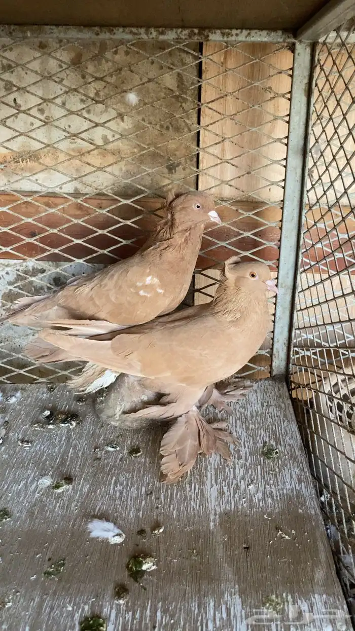 زوج حمام عراقي للبيع . 0