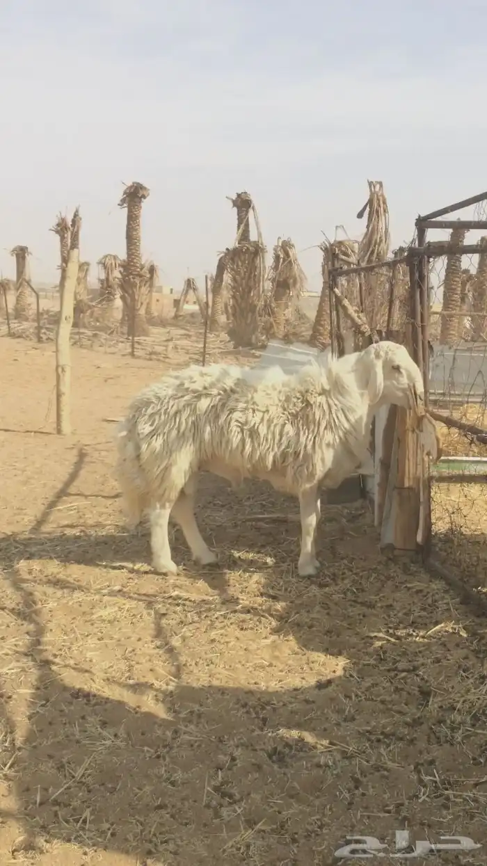 فحل مشروك تركيبه حري 4