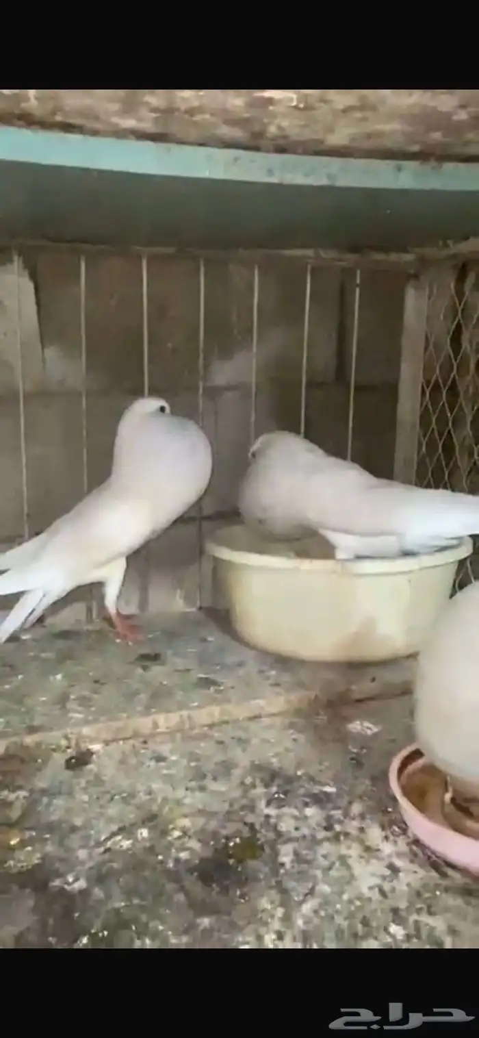 للبيع ثنتين اناث نرويجي 1