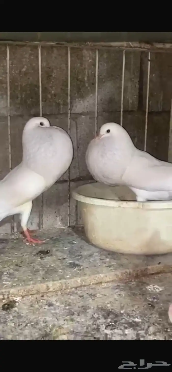 للبيع ثنتين اناث نرويجي 0