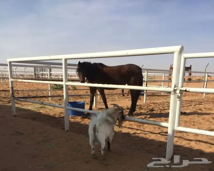 اسطبل خيل غرف بواديك للأجار 1