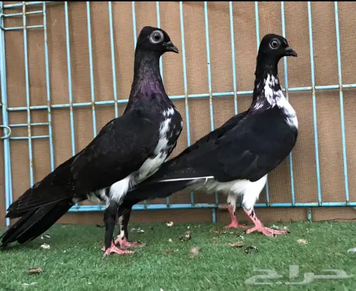 حمام للبيع 0