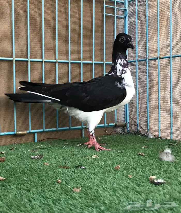 حمام للبيع 2