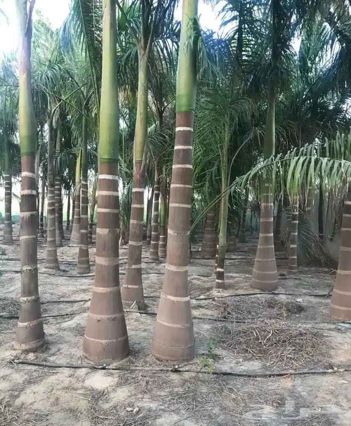 نخيل ملوكي نخيل نارجيل نخيل واشنطني بسعار مناسبه 14