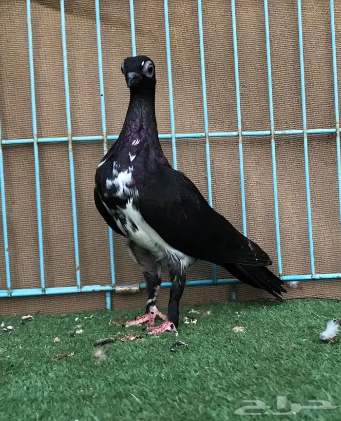 حمام للبيع 1