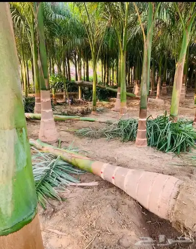 نخيل ملوكي نخيل نارجيل نخيل واشنطني بسعار مناسبه index