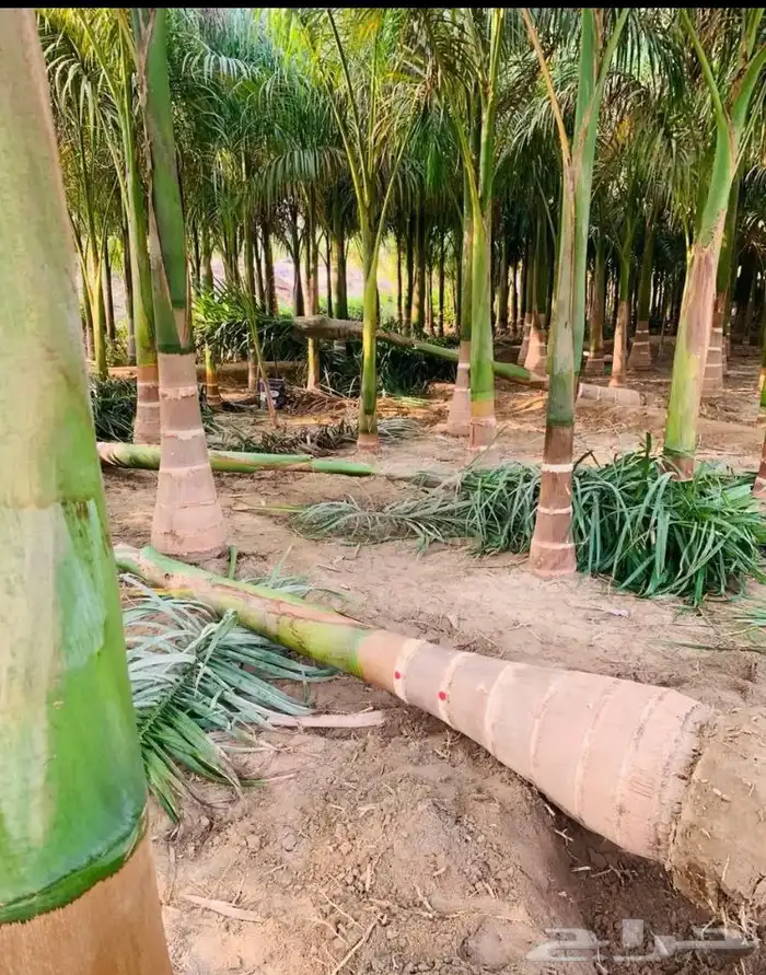 نخيل ملوكي نخيل نارجيل نخيل واشنطني بسعار مناسبه 3