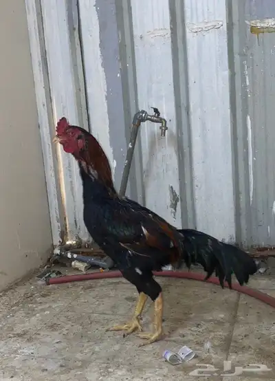 ديك باكستاني مطور index