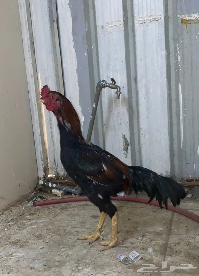 ديك باكستاني مطور 2