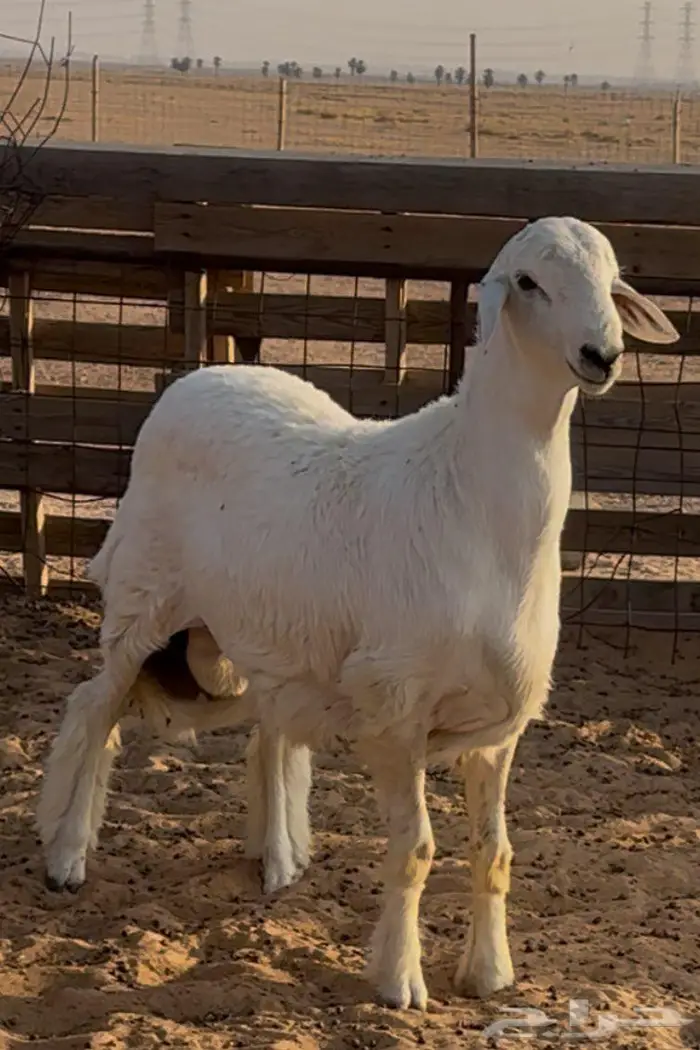 مشروع فحل حري 0