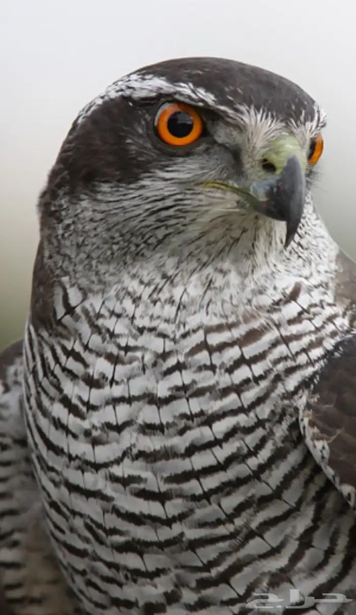 مطلوب باز بة مية 0